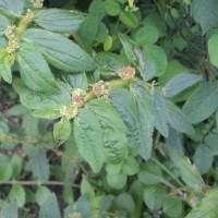 Euphorbia hirta L.